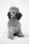 silver poodle in snow