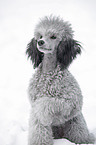 silver poodle in snow