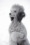 silver poodle in snow