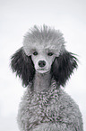 silver poodle in snow