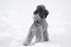 silver poodle in snow