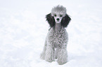 silver poodle in snow