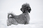 silver poodle in snow