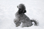 silver poodle in snow