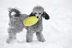 silver poodle in snow