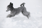 silver poodle in snow