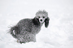 silver poodle in snow