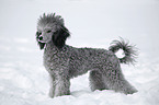 silver poodle in snow