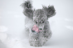 silver poodle in snow