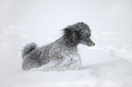 silver poodle in snow