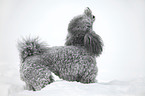 silver poodle in snow