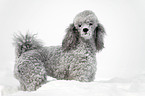 silver poodle in snow