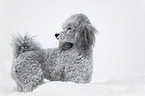 silver poodle in snow