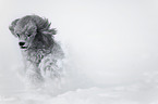 silver poodle in snow