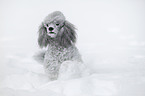 silver poodle in snow