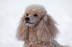 poodle portrait