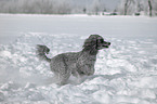 silver poodle in snow