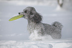 silver poodle in snow