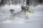 silver poodle in snow