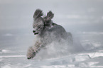 silver poodle in snow