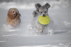 poodle in snow