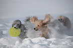 poodle in snow