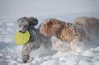 poodle in snow