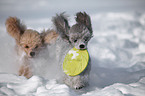 poodle in snow