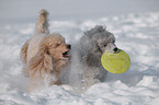 poodle in snow