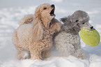 poodle in snow