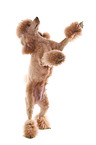 Poodle shows trick