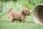 small poodle puppy