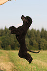 jumping Poodle