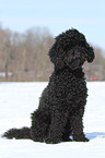 sitting poodle