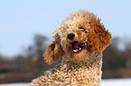 barking poodle