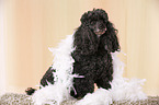 black Standard Poodle