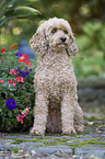 sitting Standard Poodle