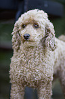 Standard Poodle portrait