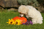 Standard Poodle Puppy