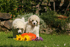 Standard Poodle Puppies