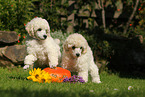 Standard Poodle Puppies