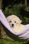 Standard Poodle Puppy