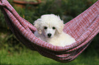 Standard Poodle Puppy