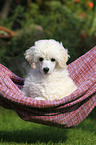 Standard Poodle Puppy