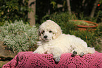 Standard Poodle Puppy