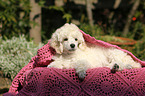 Standard Poodle Puppy