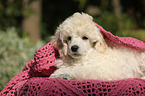 Standard Poodle Puppy