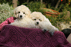 Standard Poodle Puppies