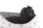 lying Standard Poodle