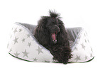 lying Standard Poodle